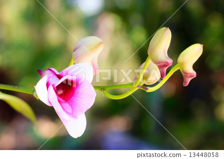 orchid orchid 13448058