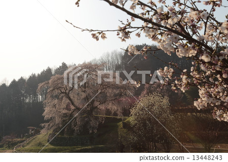垂枝櫻花 - 奈良,櫻花櫻花〜 垂枝櫻花 - 奈良,櫻花櫻花〜 13448243