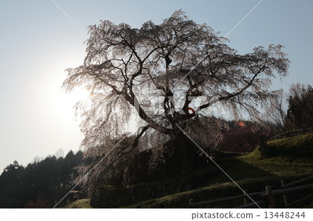 垂枝櫻花 - 奈良,櫻花櫻花〜 垂枝櫻花 - 奈良,櫻花櫻花〜 13448244