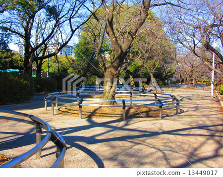 Chidorigafuchi公園 13449017