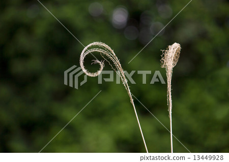 芒草 13449928