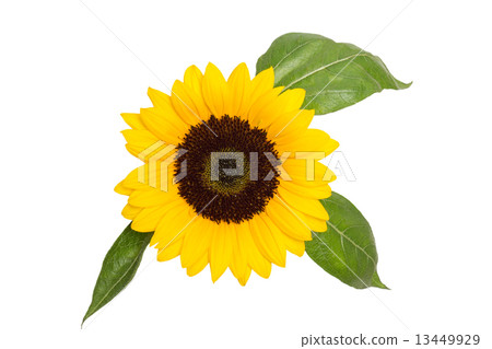 向日葵的花朵 13449929