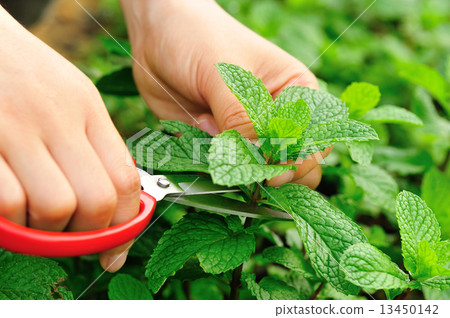 hands with scissors picking mint leaves in garden  13450142