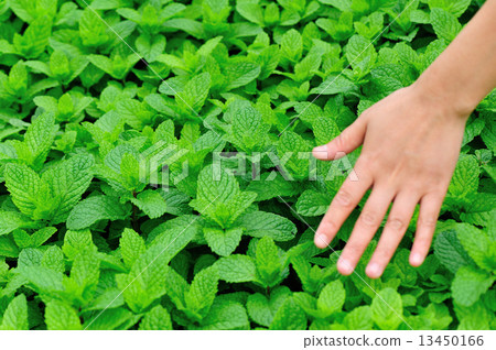 hand touch mint plants in vegetable garden hand touch mint plants in vegetable garden 13450166