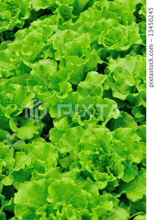 green lettuce crops in growth green lettuce crops in growth 13450245
