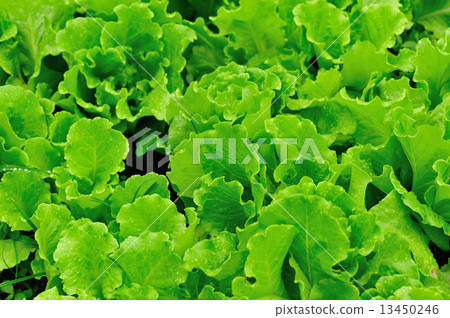 green lettuce crops in growth green lettuce crops in growth 13450246
