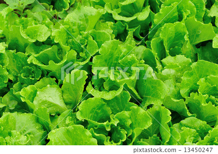 green lettuce crops in growth green lettuce crops in growth 13450247