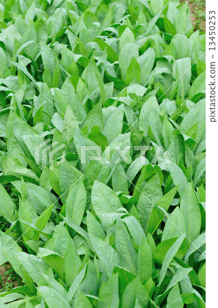 green indian lettuce grow in field green indian lettuce grow in field 13450253