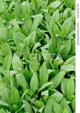 green indian lettuce grow in field green indian lettuce grow in field 13450254