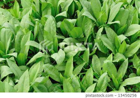 green indian lettuce grow in field green indian lettuce grow in field 13450256