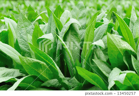 green indian lettuce grow in field  13450257
