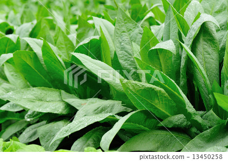 green indian lettuce grow in field green indian lettuce grow in field 13450258