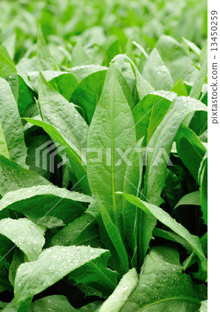 green indian lettuce grow in field green indian lettuce grow in field 13450259