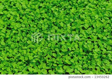 bed of motherwort plants bed of motherwort plants 13450262