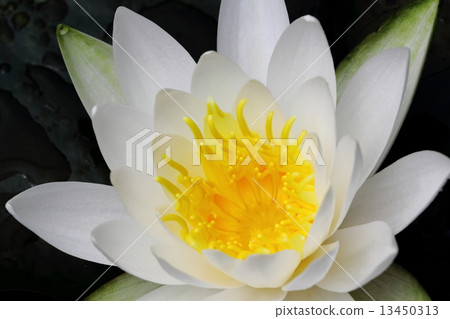 Water lily Water lily 13450313
