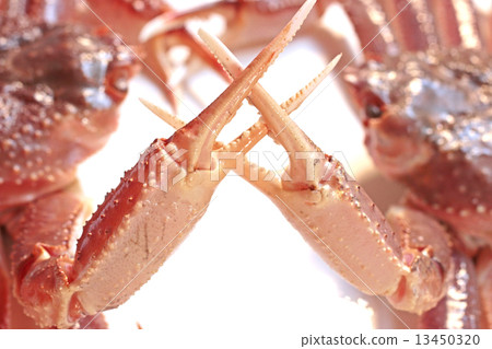 Crab crab collar fighting fight against one hand one fight fight victory opponent fight fight reconciliation mutual friend staring gathering opponent love crossing crossed hands friendship attack defense one fight serious game serious game fight against one shot 13450320