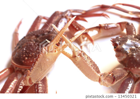 Crab crab collar fighting fight against one hand one fight fight victory opponent fight fight reconciliation mutual friend staring gathering opponent love crossing crossed hands friendship attack defense one fight serious game serious game fight against one shot 13450321