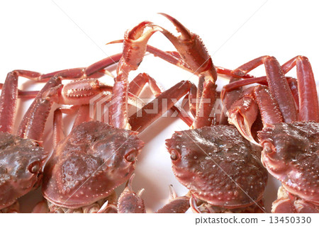 Crab crab collar fighting fight hands fight victory battle fight staring gathering hands friendship attack defense seriously game serious game challenge blindfold food crab food rich seafood fresh book snow crab fish Crab crab collar fighting fight hands fight victory battle fight staring gathering hands friendship attack defense seriously game serious game challenge blindfold food crab food rich seafood fresh book snow crab fish 13450330