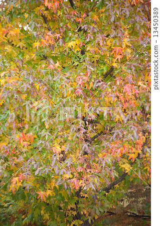 Color fading firs 13450389