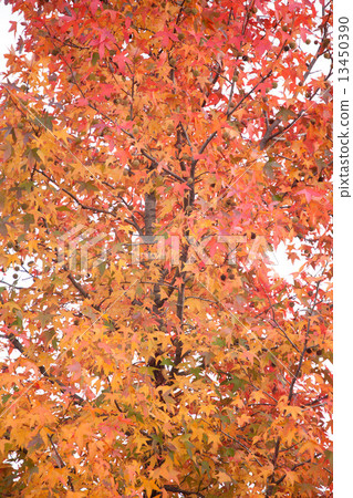 Autumn leaves momijiba fawn Autumn leaves momijiba fawn 13450390