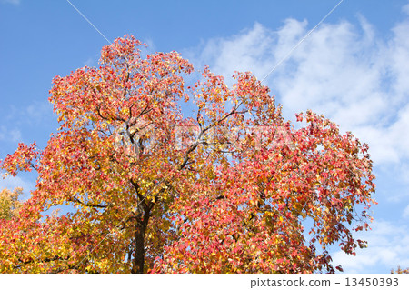 有色的Nankinhase 有色的Nankinhase 13450393