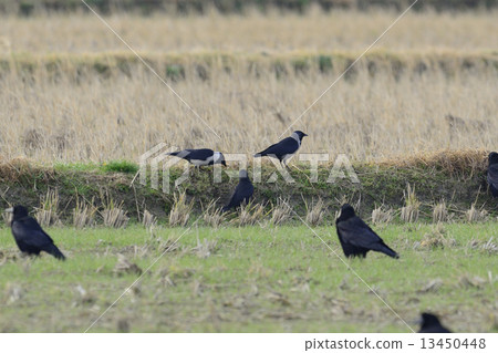 Cocumal glass light color 13450448