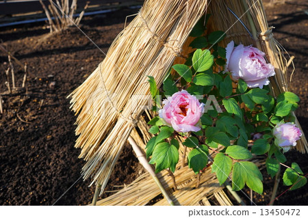 January flower button · button department 109 cold button 13450472