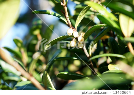 Hamahisakaki的花 13450664