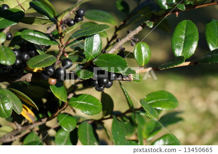 Hamahisakaki的果實 13450665