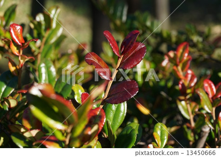 Hamahisakaki秋葉 Hamahisakaki秋葉 13450666