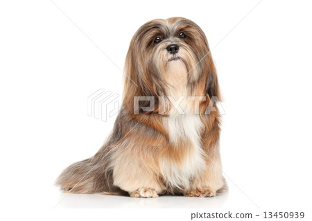 Lhasa Apso on a white background Lhasa Apso on a white background 13450939