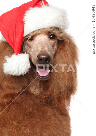 Royal poodle in Christmas Red hat 13450945