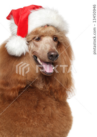 Red Royal poodle in Santa hat 13450946