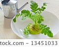 Water cultivation of radish 13451033