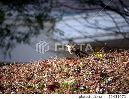 白腹 白腹 13451073