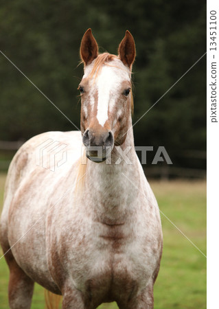 Potrait of beautiful appaloosa mare 13451100