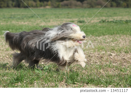 Bearded collie running in nature Bearded collie running in nature 13451117