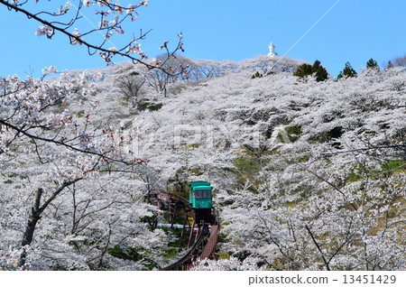 在Funaoka城堡的櫻花破壞公園 在Funaoka城堡的櫻花破壞公園 13451429