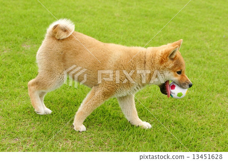 Shiba Inu playing ball Shiba Inu playing ball 13451628