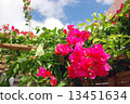 Bougainvillea 13451634