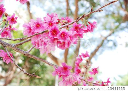 Hikanzakura Hikanzakura 13451635