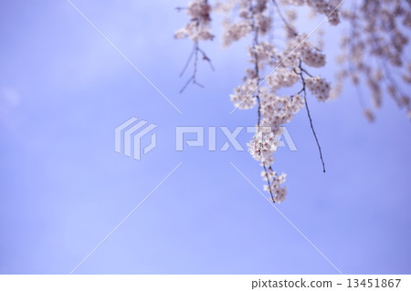 Cherry Blossoms	 13451867