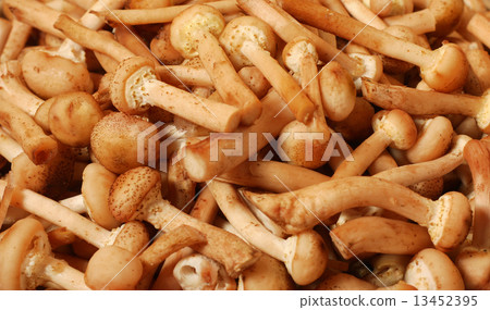 honey agaric mushrooms harvest honey agaric mushrooms harvest 13452395