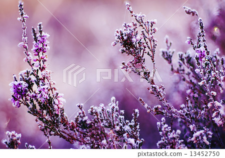Frozen heather flower 13452750