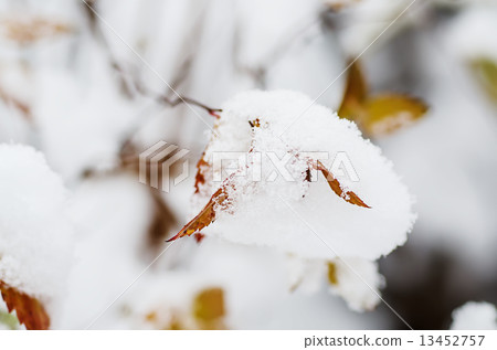 Under the snow 13452757