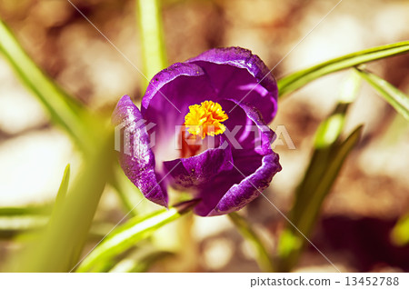 Crocus flower Crocus flower 13452788