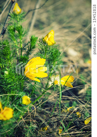 Yellow adonis flower in nature 13452818