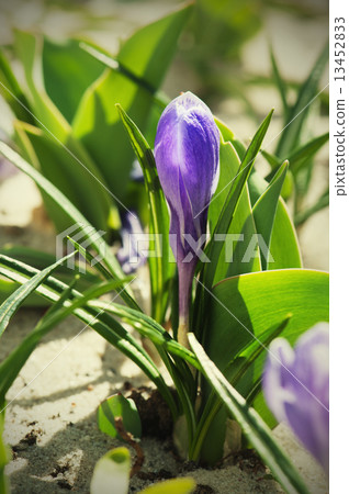 Crocus flower Crocus flower 13452833