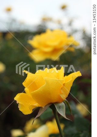 Henry Fonda Henry Fonda 13453150