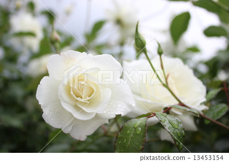 Iceberg Iceberg 13453154